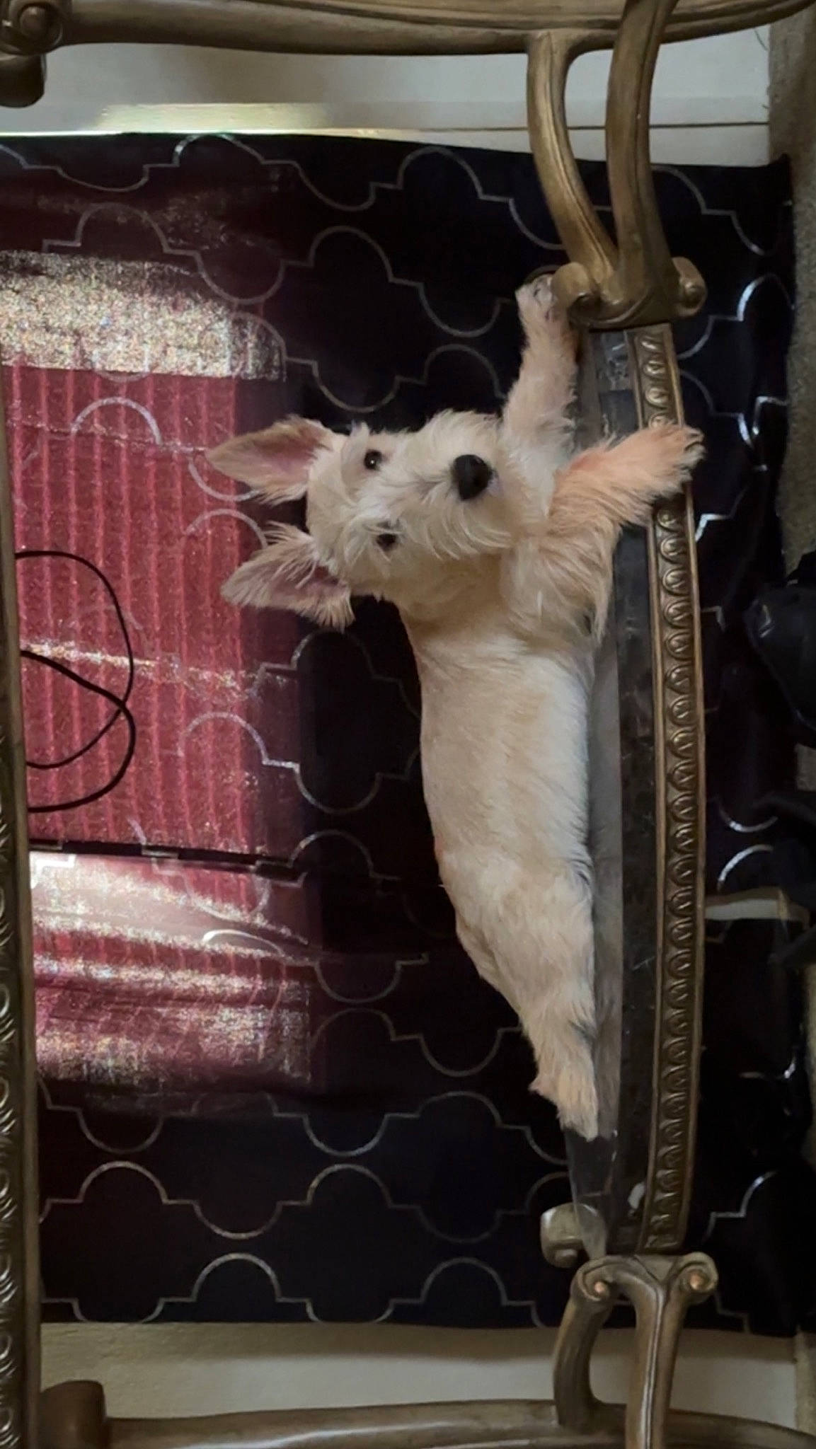 Marlo joined the competition — help win amazing prizes! animal_shelter, art, cage, canidae, carnivore, fawn, felidae, fur, mammal, mesh, metal, pet_supply, rectangle, small_to_medium_sized_cats, snout, tail, tints_and_shades, whiskers, wildlife, wood