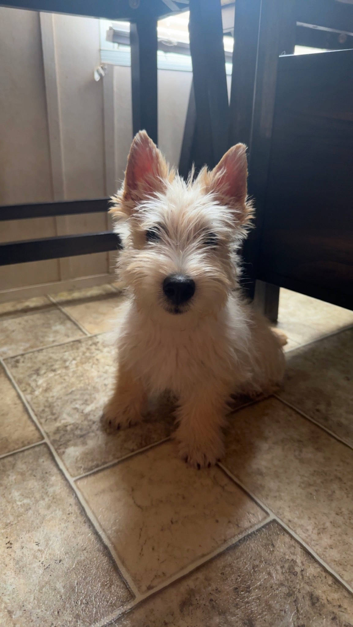 Marlo is registered to the contest to win money with this photo: biewer_terrier, canidae, carnivore, companion_dog, dog, dog_breed, dog_supply, fawn, flooring, fur, hardwood, non_sporting_group, small_terrier, snout, sporting_group, terrier, toy_dog, whiskers, wood, working_animal