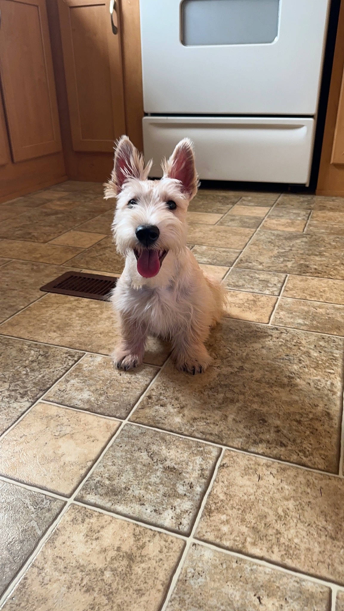 Marlo joined the competition — help win amazing prizes! cabinetry, carnivore, collar, companion_dog, dog, dog_breed, dog_supply, door, fawn, floor, flooring, hardwood, road_surface, small_terrier, snout, sporting_group, tail, terrier, toy_dog, wood