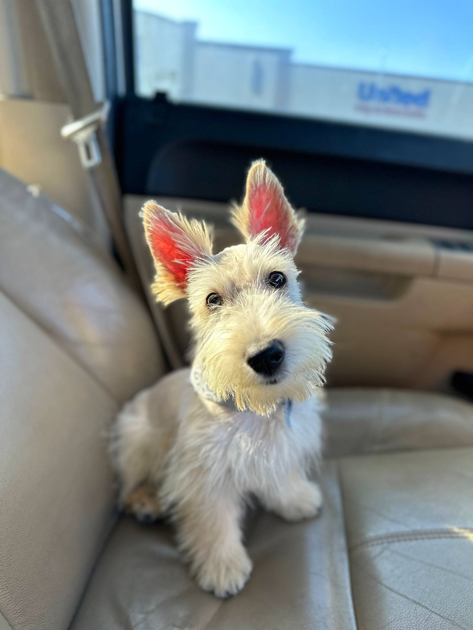 Marlo joined the competition — help win amazing prizes! canidae, carnivore, collar, companion_dog, dog, dog_breed, dog_collar, dog_supply, fawn, fur, leash, non_sporting_group, pet_supply, puppy, small_terrier, snout, sporting_group, terrier, toy_dog, working_animal