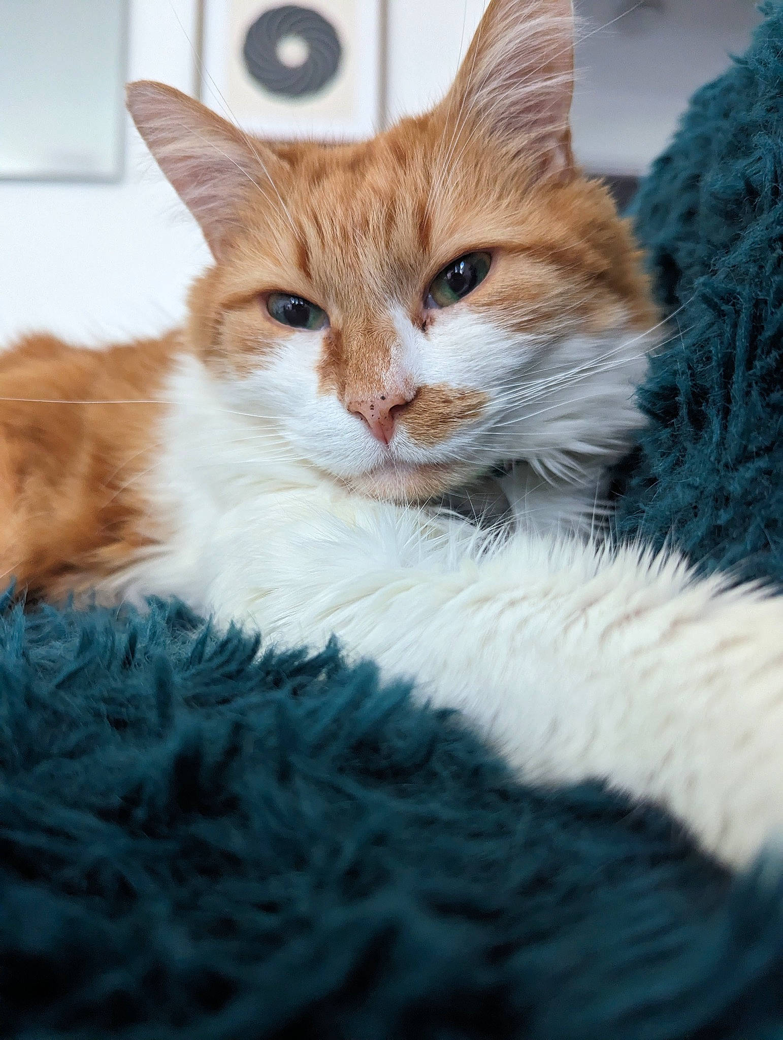 Indiana joined the competition — help win amazing prizes! art, carnivore, cat, claw, domestic_short_haired_cat, fawn, felidae, fur, gesture, iris, paw, sitting, small_to_medium_sized_cats, snout, tail, terrestrial_animal, whiskers, wildlife, window