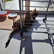 Chacha participe au concours pour gagner de l'argent avec cette photo : animal, carpet, cat, cozy, domestic, drying_rack, floor, food_bowl, furniture, glass_door, home, indoor, metal, pet, relaxing, shadow, sunlight, tabby, tail, window