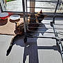 cat, tabby, sunlight, indoor, floor, drying_rack, food_bowl, carpet, glass_door, shadow, tail, relaxing, pet, home, window, metal, furniture, animal, domestic, cozy