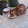 Chacha participe au concours pour gagner de l'argent avec cette photo : animal, cat, cute, domestic_animal, eating, food, fur, greenery, kibble, nature, outdoor, patio, pet, plate, potted_plants, quiet, tabby, tail, tiles, whiskers