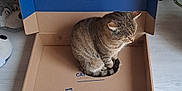 Chacha a rejoint le concours — aidez-le/la à gagner de superbes lots ! animal, blue, brown, cardboard_box, cat, cozy, cute, domestic, feline, floor, home, indoor, pet, plush_toy, relaxed, resting, sitting, stuffed_animal, tabby, wooden_floor