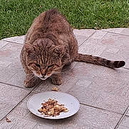 Chacha participe au concours pour gagner de l'argent avec cette photo : animal, cat, close_up, crouching, curious, ears, feline, food, fur, grass, meal, nature, outdoor, patio, pet, plate, tabby, tail, tile_floor, whiskers