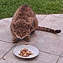 animal, cat, close_up, crouching, curious, ears, feline, food, fur, grass, meal, nature, outdoor, patio, pet, plate, tabby, tail, tile_floor, whiskers
