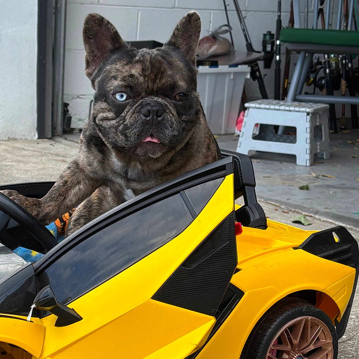 Louie joined the competition — help win amazing prizes! animal, brindle_coat, canine, concrete_floor, cute, dog, french_bulldog, fun, garage, heterochromia, indoor, pet, pet_portrait, playful, small_car, steering_wheel, toy_car, vehicle, wheel, yellow_car
