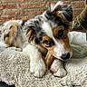 puppy, dog, chewing, bone, bed, plush, fur, cozy, indoor, brick_wall, pet, animal, cute, relaxed, ears, paw, snout, closeup, resting, domestic