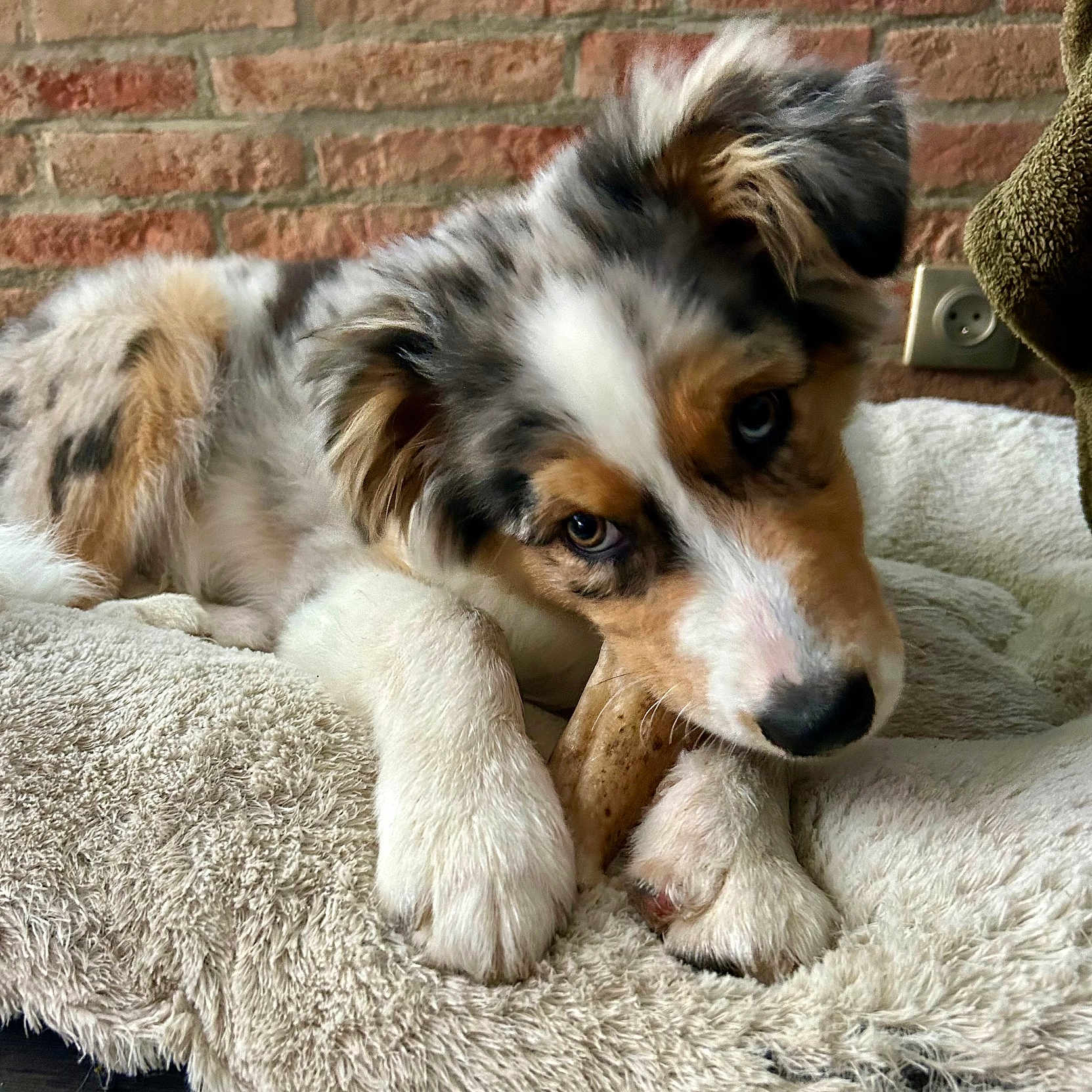 Atlas participe au concours pour gagner de l'argent avec cette photo : puppy, dog, chewing, bone, bed, plush, fur, cozy, indoor, brick_wall, pet, animal, cute, relaxed, ears, paw, snout, closeup, resting, domestic
