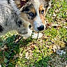 puppy, dog, blue_eyes, leash, grass, leaves, outdoor, nature, curious, young_dog, fur, pet, animal, sunlight, close_up, walking, playful, stick, canine, adorable