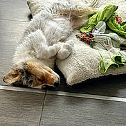 Atlas participe au concours pour gagner de l'argent avec cette photo : dog, sleeping, bed, tile_floor, blanket, cozy, fur, relaxed, indoors, pet, resting, canine, curled_paws, cute, domestic_animal, fluffy, comfortable, animal, home, quiet