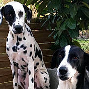 Pixie participe au concours pour gagner de l'argent avec cette photo : animal, black_and_white, canine, companions, dalmatian, dog, ears, eyes, fence, friendship, fur, greenery, leaf, nature, outdoor, pet, portrait, sitting, spotted, wooden_fence