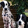 animal, black_and_white, canine, companions, dalmatian, dog, ears, eyes, fence, friendship, fur, greenery, leaf, nature, outdoor, pet, portrait, sitting, spotted, wooden_fence
