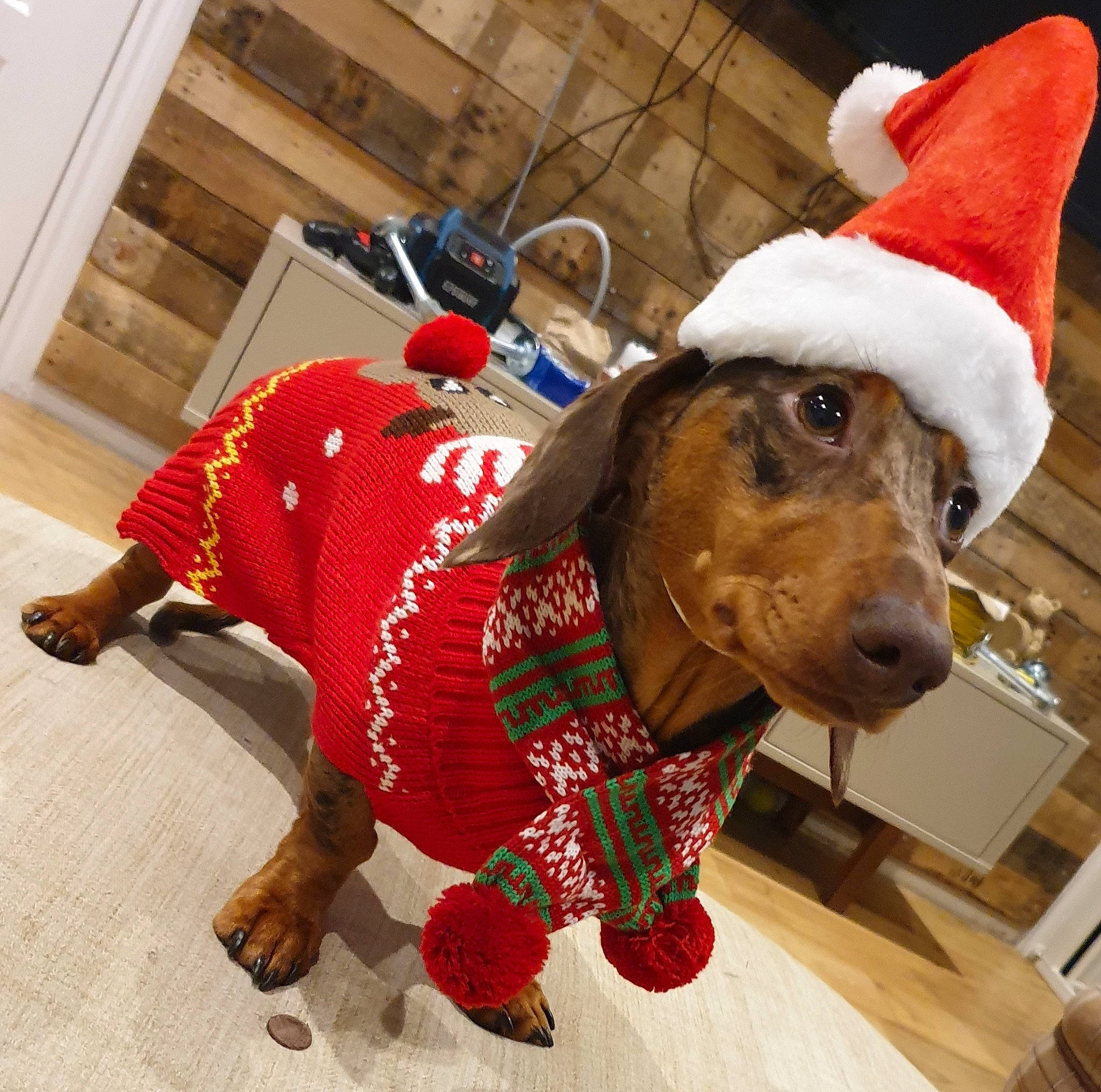 Jock Mccreedy joined the competition — help win amazing prizes! basset_hound, canidae, carnivore, christmas, christmas_eve, costume, dachshund, dog, dog_breed, dog_clothes, fictional_character, hound, santa_claus, snout, sweater
