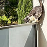 animal, balcony, cat, curious, daylight, feline, gray_cat, greenery, nature, outdoor, perched, pet, railing, shadow, side_view, sniffing, sunlight, tree, wall, white_cat