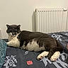 Escobar participe au concours pour gagner de l'argent avec cette photo : animal, bed, bedding, cat, comfort, cute, domestic_cat, feline, fur, gray_cat, indoor, lying_down, mammal, paw, pet, radiator, relaxed, resting, wall, white_cat