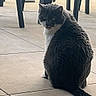 animal, cat, chair_legs, curious, daylight, domestic_cat, floor, fur, gray_cat, home, indoor, looking_back, pet, quiet, shadow, sitting, tail, tile_floor, whiskers, white_fur