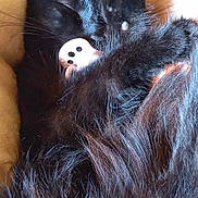Blacky a rejoint le concours — aidez-le/la à gagner de superbes lots ! black_cat, kitten, sleeping, toy, paw, fur, whiskers, cozy, blanket, nap, pet, animal, cute, closeup, indoor, soft, relaxing, feline, resting, comfort