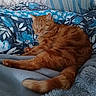 Symba a rejoint le concours — aidez-le/la à gagner de superbes lots ! bed, blanket, cat, comfort, cozy, cute, domestic_animal, floral_pattern, fur, ginger_cat, indoor, nap, pet, pillow, relaxed, resting, sleeping, soft_texture, tail, whiskers
