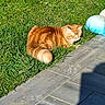 Symba participe au concours pour gagner de l'argent avec cette photo : animal, calm, cat, daylight, fluffy, fur, grass, greenery, mammal, nature, orange_cat, outdoor, pavement, pet, relaxed, resting, sidewalk, sunlight, tail, whiskers