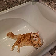 Symba a rejoint le concours — aidez-le/la à gagner de superbes lots ! animal, bath_sponge, bathroom, bathtub, cat, curious, cute, domestic_cat, feline, floor_tile, fur, indoor, laying_down, looking_at_camera, orange_tabby, paw, pet, relaxed, tile_wall, whiskers