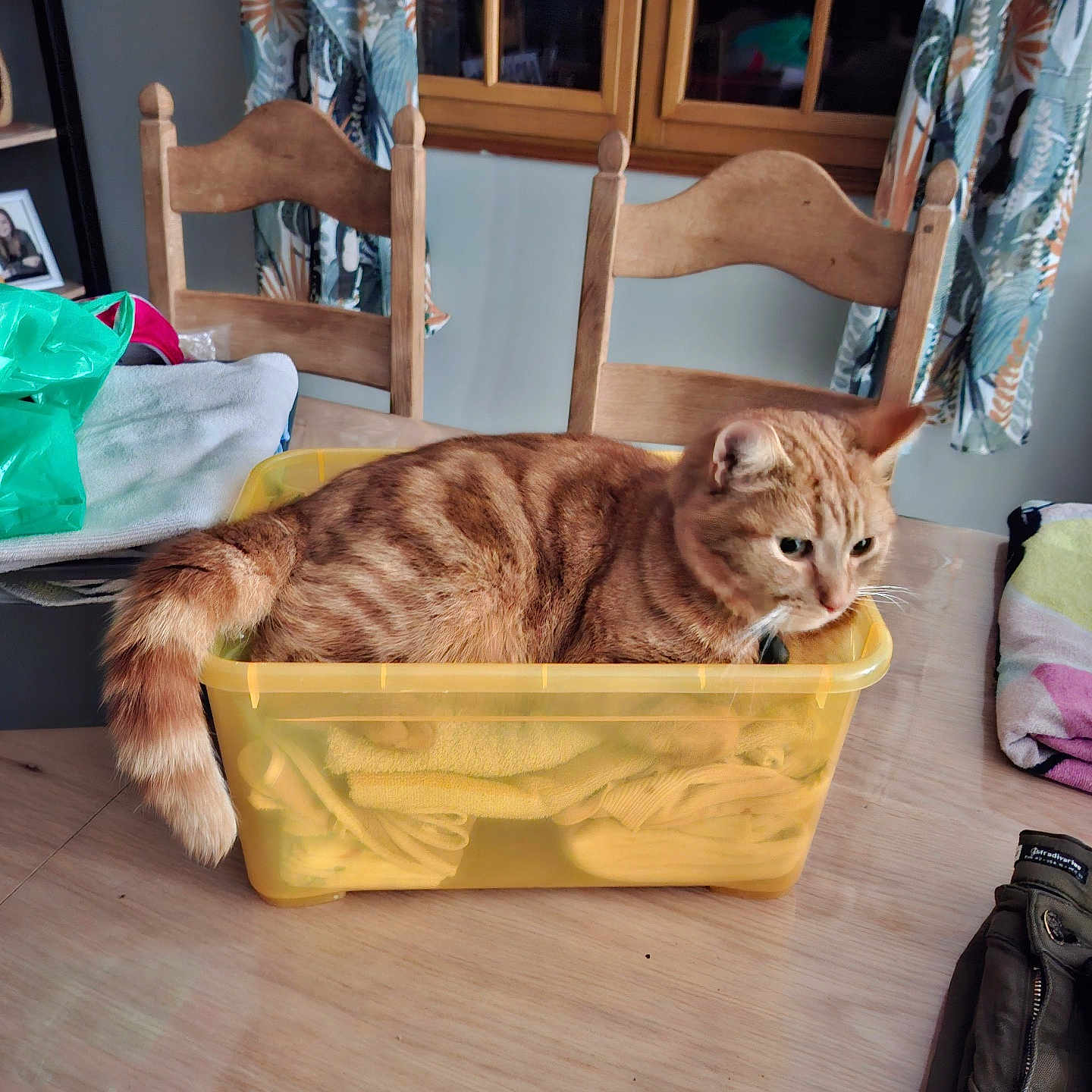 Symba participe au concours pour gagner de l'argent avec cette photo : cat, cozy, curtains, domestic, feline, fur, ginger_cat, household, indoor, pet, plastic_container, resting, tabby, tabletop, tail, towels, window, wooden_chairs, wooden_table, yellow_container