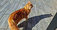 Symba participe au concours pour gagner de l'argent avec cette photo : animal, cat, daylight, domestic_cat, fence, fluffy, garden, greenery, mammal, nature, orange_cat, outdoor, pet, shadow, side_view, sunlight, sunny, tail, tile_floor, walking