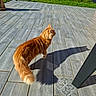 animal, cat, daylight, domestic_cat, fence, fluffy, garden, greenery, mammal, nature, orange_cat, outdoor, pet, shadow, side_view, sunlight, sunny, tail, tile_floor, walking