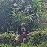 animal, bandana, bush, canine, cute, dog, flowers, fur, garden, greenery, hedge, leafy, nature, outdoor, pet, plants, portrait, stone_wall, summer, tongue_out