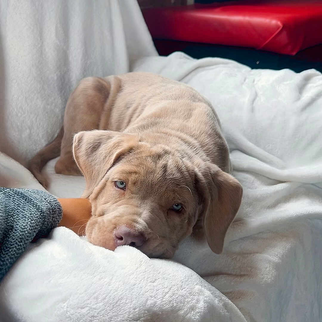 Apollo is registered to the contest to win money with this photo: animal, blanket, brown_dog, chair, cozy, cute, dog, domestic_animal, ears, face, fur, home, indoor, lying_down, pet, puppy, relaxing, resting, white_blanket, young_dog