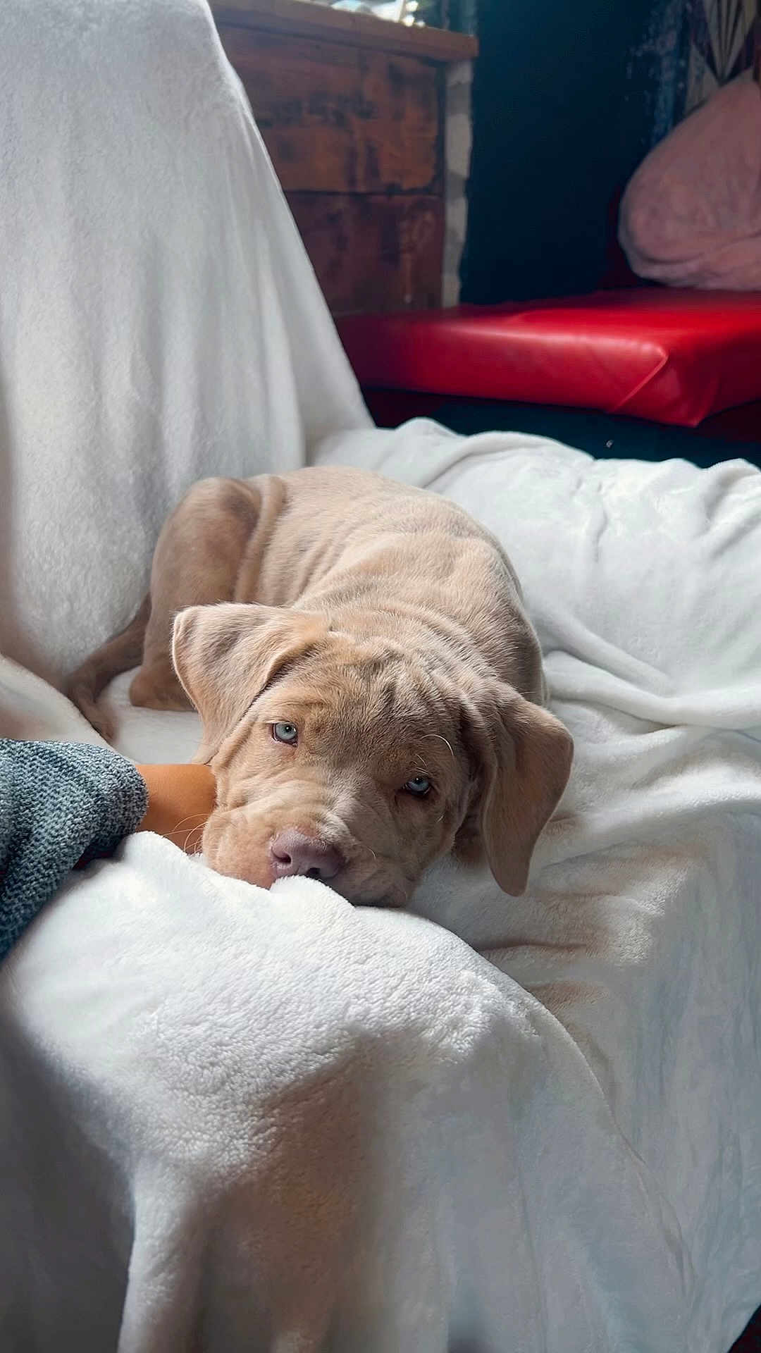 Apollo is registered to the contest to win money with this photo: puppy, dog, blanket, white_blanket, chair, indoor, cozy, cute, young_dog, resting, pet, animal, brown_dog, fur, ears, face, lying_down, domestic_animal, home, relaxing