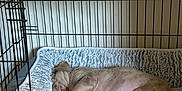 Apollo is registered to the contest to win money with this photo: puppy, dog, sleeping, crate, bed, blanket, toy, indoor, pet, resting, cozy, fur, animal, cute, young_dog, relaxed, paw, snout, cage, comfort