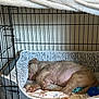 puppy, dog, sleeping, crate, bed, blanket, toy, indoor, pet, resting, cozy, fur, animal, cute, young_dog, relaxed, paw, snout, cage, comfort