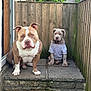 Apollo is registered to the contest to win money with this photo: dog, dogs, pitbull, puppy, shirt, steps, stone, fence, wooden_fence, outdoor, backyard, pet, animal, canine, sitting, greenery, garden, two_animals, companion, cute
