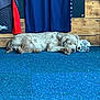 Apollo is registered to the contest to win money with this photo: puppy, dog, sleeping, stuffed_animal, blue_carpet, wooden_wall, clothing, shirt, indoor, pet, cute, resting, cozy, animal, fur, paw, ears, nose, domestic_animal, quiet