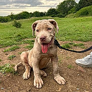 Apollo is registered to the contest to win money with this photo: puppy, dog, leash, tongue_out, outdoor, grass, dirt, park, greenery, sneaker, young_dog, cute, pet, animal, sitting, nature, playful, canine, happy, daytime