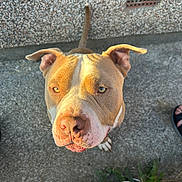 Kobe is registered to the contest to win money with this photo: dog, pitbull, close_up, outdoor, concrete, curious, ears_up, tan_and_white, nose, paw, footwear, sneaker, sandal, person, texture, wall, sunlight, shadow, pet, animal