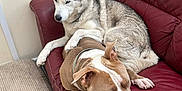 Kobe is registered to the contest to win money with this photo: dog, husky, pitbull, couch, leather, indoor, pet, animal, resting, relaxed, paw, brown, white, fur, collar, mat, blanket, home, comfort, companionship