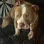 Kobe joined the competition — help win amazing prizes! dog, pitbull, pet, animal, indoor, person, pants, dartboard, red_couch, brown_and_white, close_up, paw, sitting, lap, cozy, relaxed, companion, face, portrait, furniture