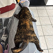 Omega a rejoint le concours — aidez-le/la à gagner de superbes lots ! animal, blanket, cat, cone, floor_tiles, furniture, gray, guitar, home, indoor, legs_outstretched, patterned, pet, protective_collar, relaxed, remote_control, resting, sprawled, tail, tortoiseshell