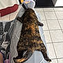 animal, blanket, cat, cone, floor_tiles, furniture, gray, guitar, home, indoor, legs_outstretched, patterned, pet, protective_collar, relaxed, remote_control, resting, sprawled, tail, tortoiseshell