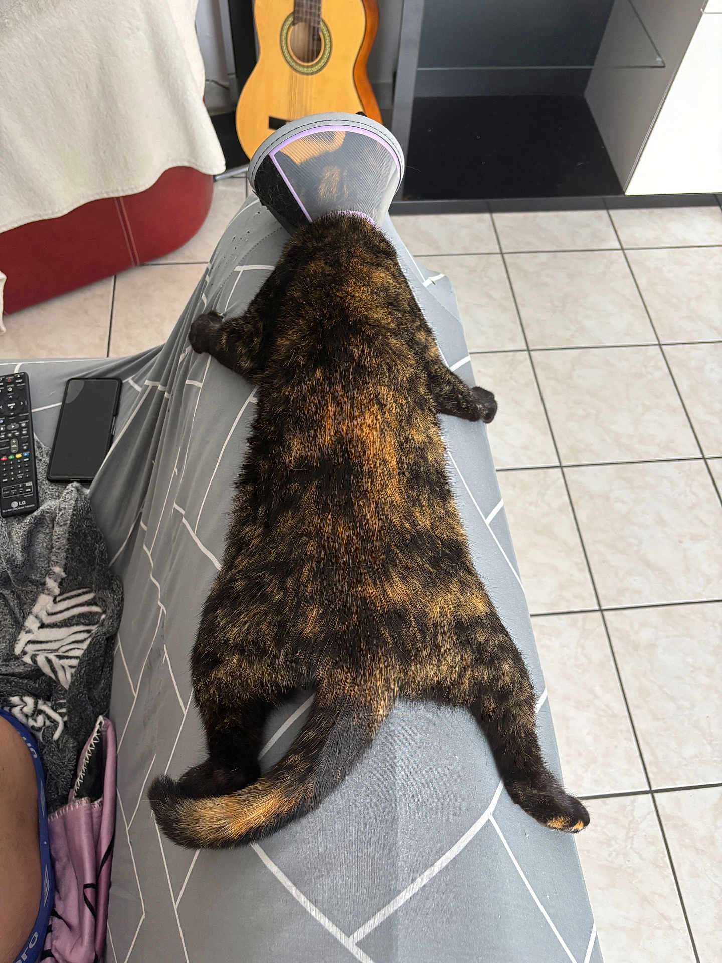 Omega a rejoint le concours — aidez-le/la à gagner de superbes lots ! animal, blanket, cat, cone, floor_tiles, furniture, gray, guitar, home, indoor, legs_outstretched, patterned, pet, protective_collar, relaxed, remote_control, resting, sprawled, tail, tortoiseshell