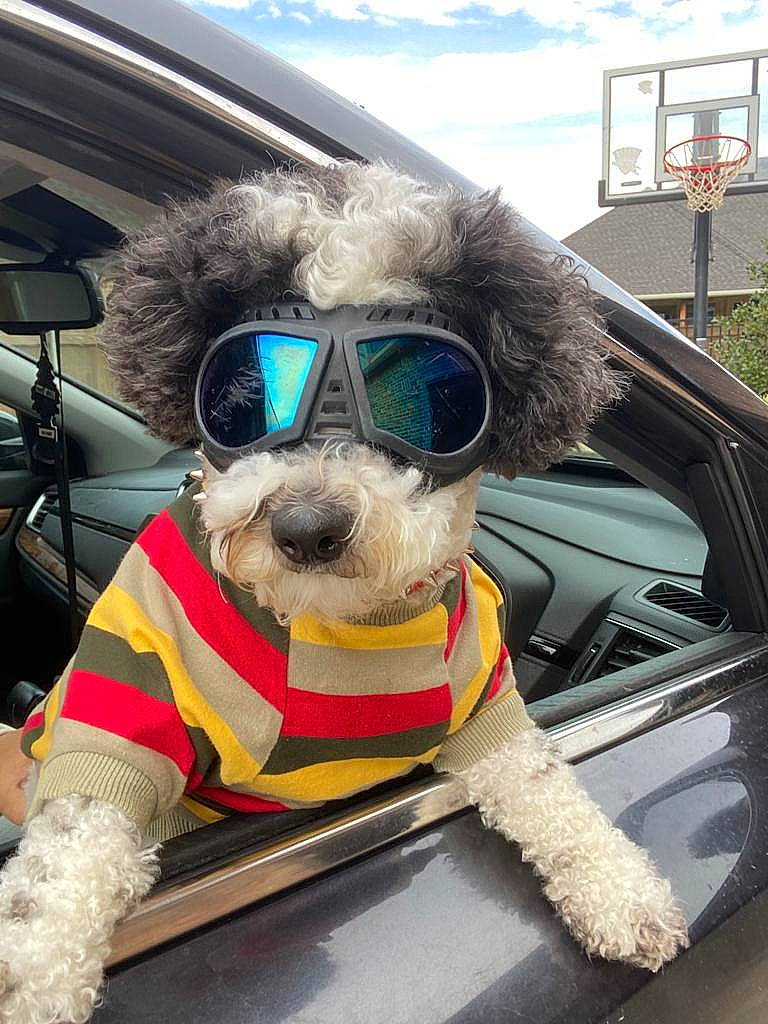 Wuapo joined the competition — help win amazing prizes! automotive_exterior, automotive_mirror, carnivore, cloud, collar, companion_dog, dog, dog_breed, dog_collar, eyewear, fawn, glasses, goggles, mammal, sky, sunglasses, vehicle, vertebrate, vision_care, working_animal