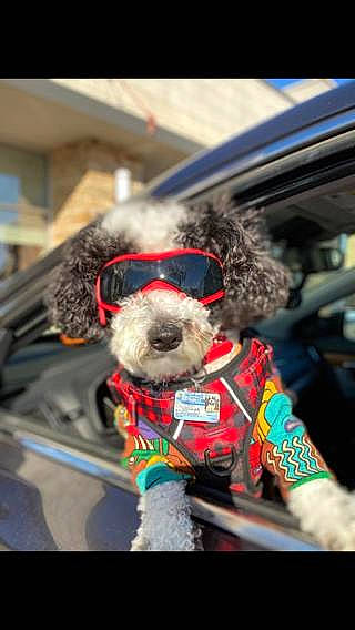 Wuapo joined the competition — help win amazing prizes! bicycle_accessory, bicycle_handlebar, bicycle_part, canidae, carnivore, collar, companion_dog, dog, dog_breed, dog_collar, eyewear, fashion_accessory, fur, leash, personal_protective_equipment, recreation, snout, sporting_group, vehicle, working_animal