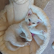 Neige a rejoint le concours — aidez-le/la à gagner de superbes lots ! kitten, white_cat, cat_bed, toy_mouse, pet, feline, cozy, soft, cute, relaxed, indoor, animal, young, sleepy, paw, ears, whiskers, fur, resting, comfort