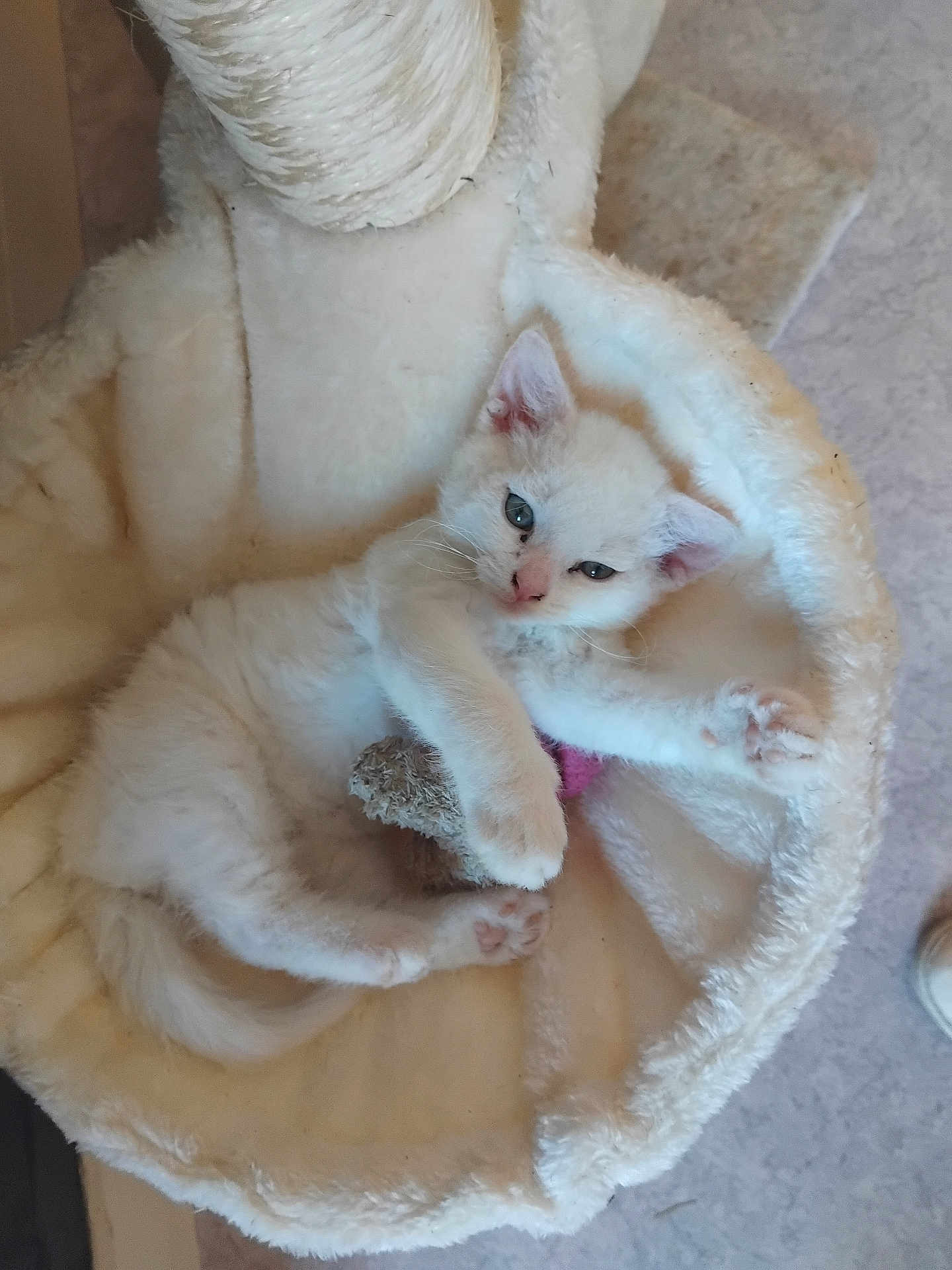 Neige a rejoint le concours — aidez-le/la à gagner de superbes lots ! kitten, white_cat, cat_bed, toy_mouse, pet, feline, cozy, soft, cute, relaxed, indoor, animal, young, sleepy, paw, ears, whiskers, fur, resting, comfort