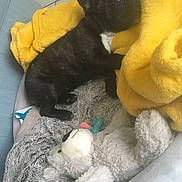 Pamela participe au concours pour gagner de l'argent avec cette photo : animal, blanket, bostonbull, boxer, bulldog, canine, cat, couch, cushion, dog, frenchbulldog, furniture, homedecor, person, pet, plush, puppy, sleeping, teddybear, toy