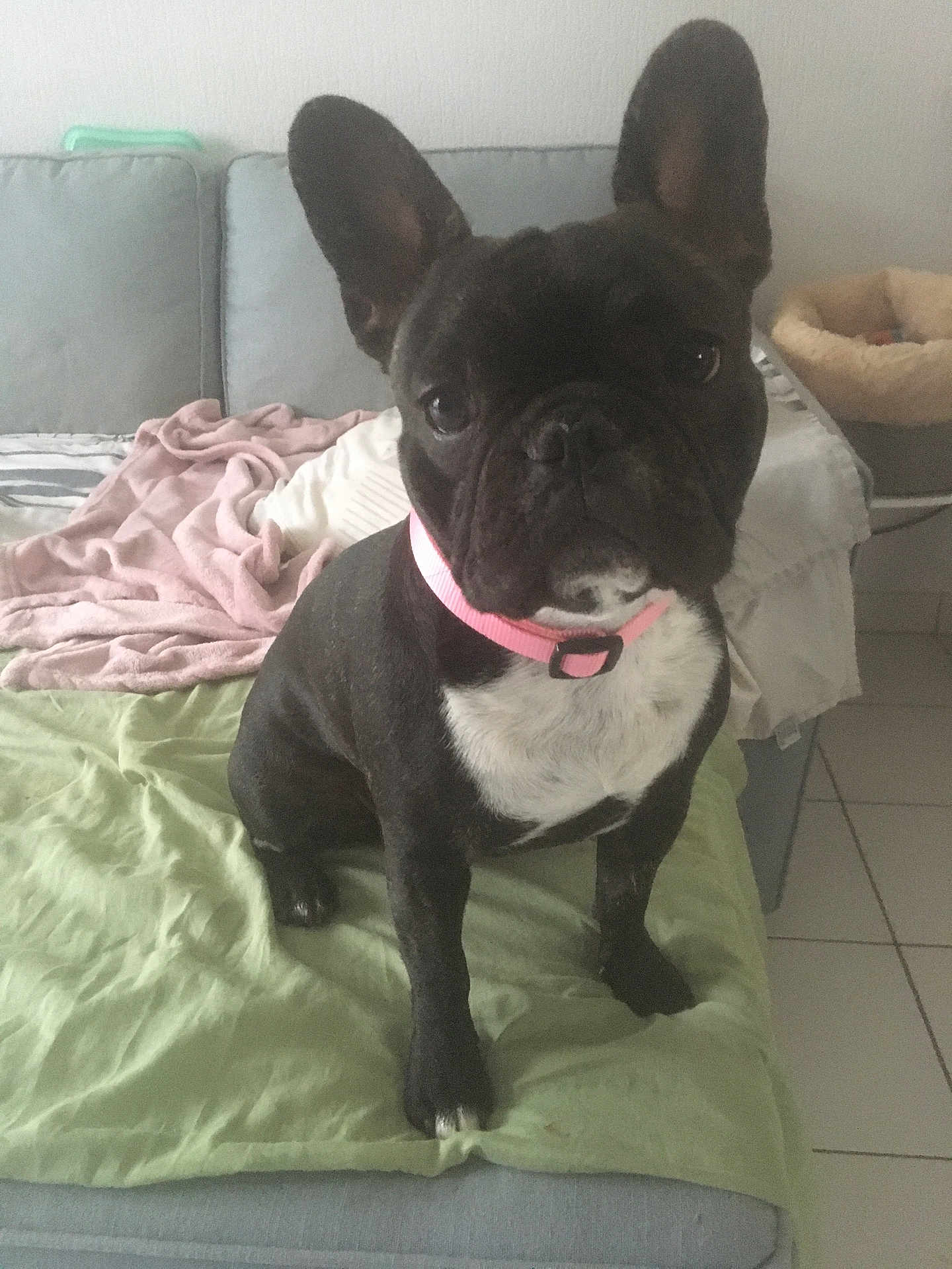 Pamela participe au concours pour gagner de l'argent avec cette photo : animal, bed, bedroom, bostonbull, boxer, bulldog, canine, couch, cushion, dog, frenchbulldog, furniture, head, homedecor, indoors, person, pet, pitbull, puppy, room