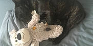Pamela participe au concours pour gagner de l'argent avec cette photo : animal, ball, bed, bostonbull, bulldog, canine, couch, cushion, dog, football, frenchbulldog, furniture, homedecor, pet, plush, puppy, soccer, soccerball, teddybear, toy